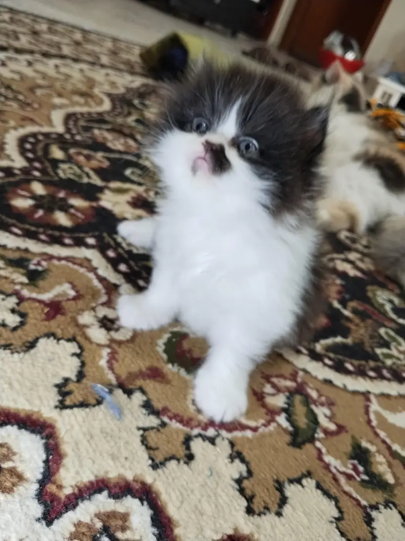 kitten — photo 4