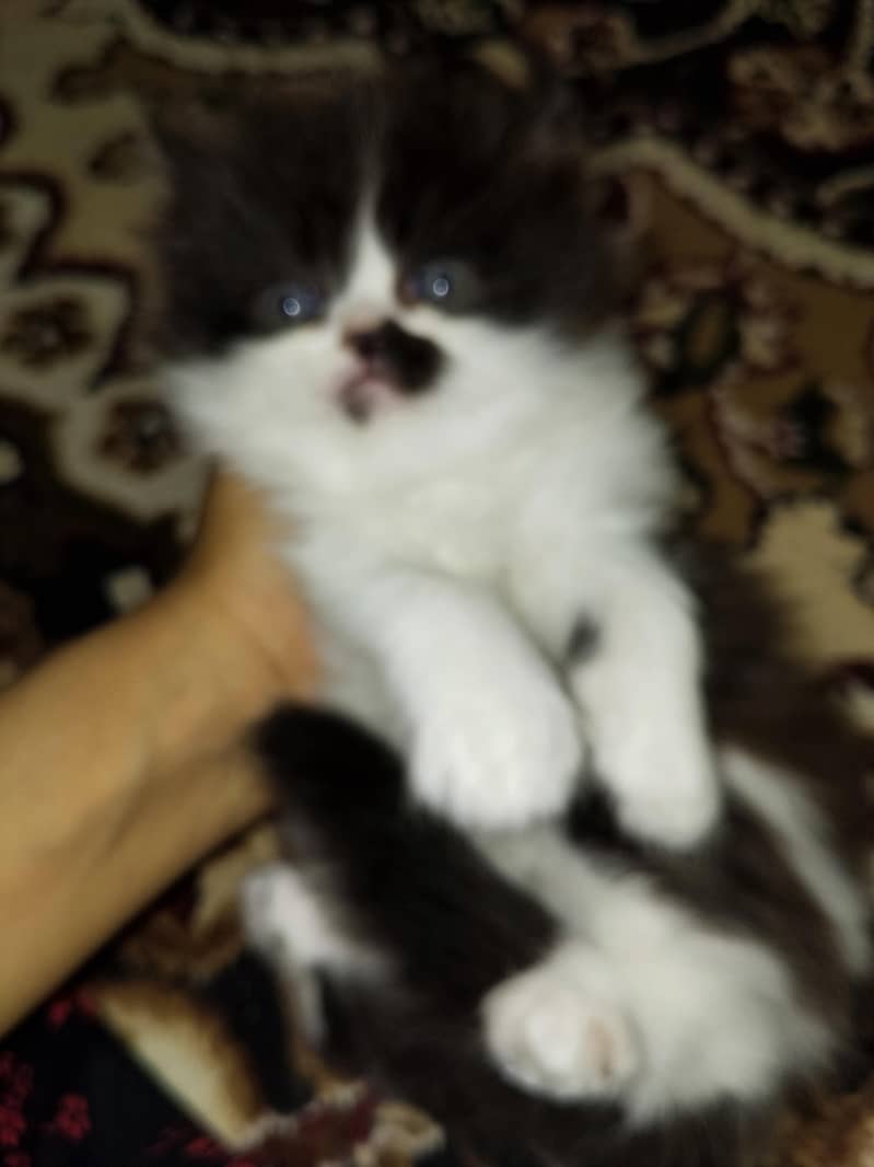 kitten 4
