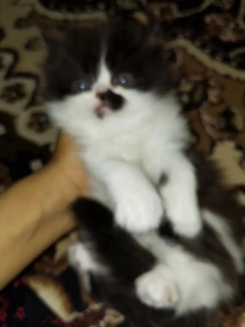 kitten — photo 5