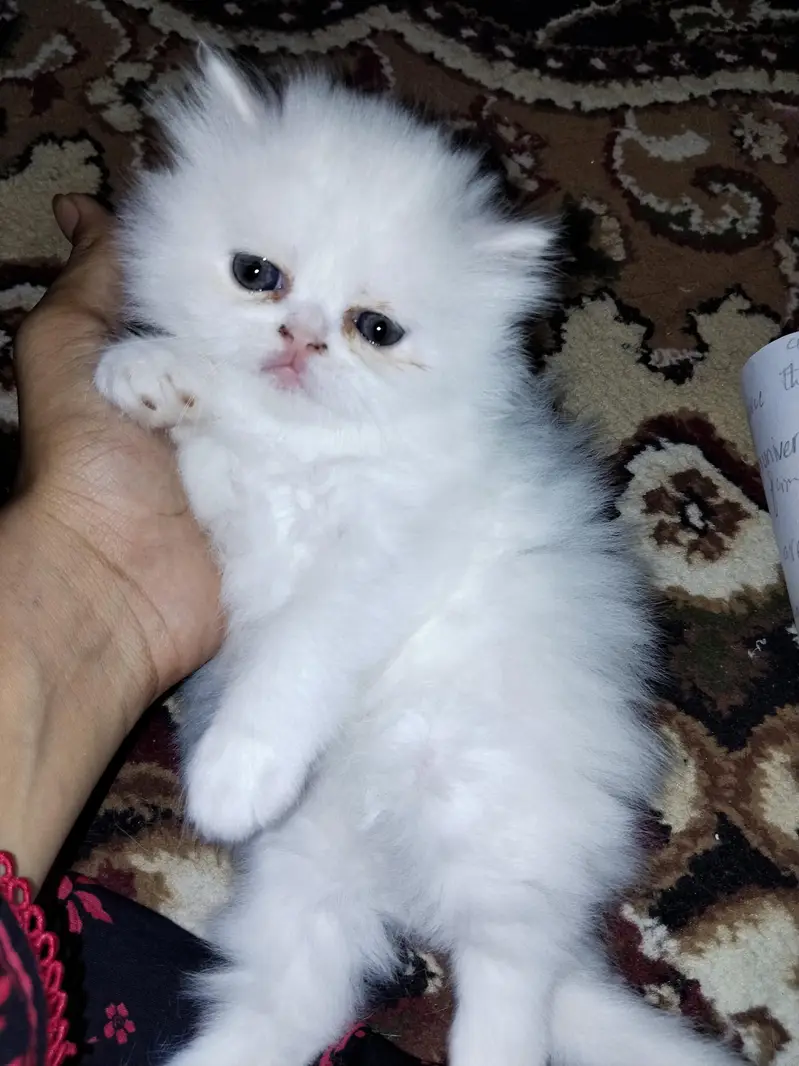 kitten — photo 6
