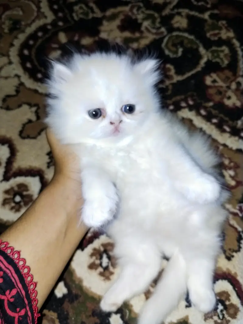 kitten — photo 7