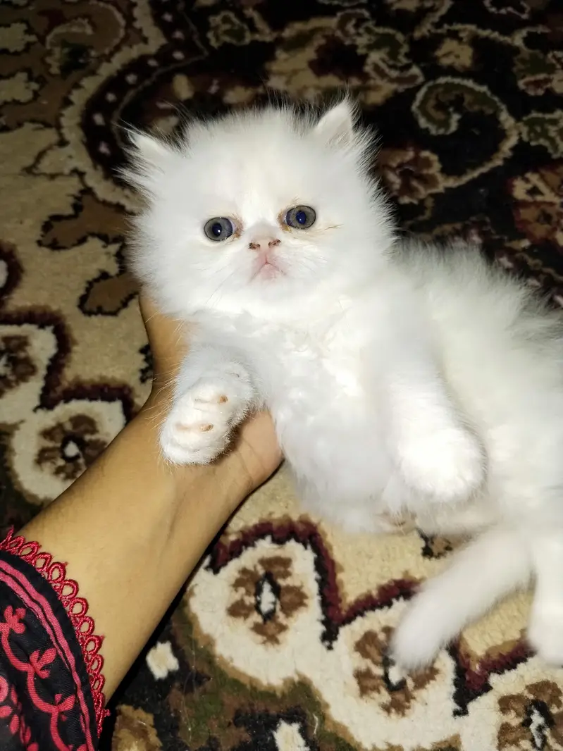kitten — photo 8