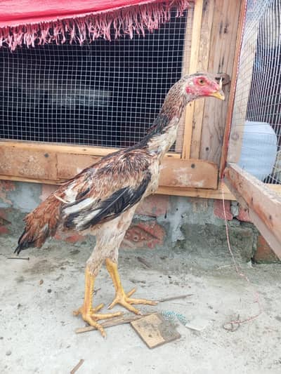 King shamo pair available Age 4.5month
