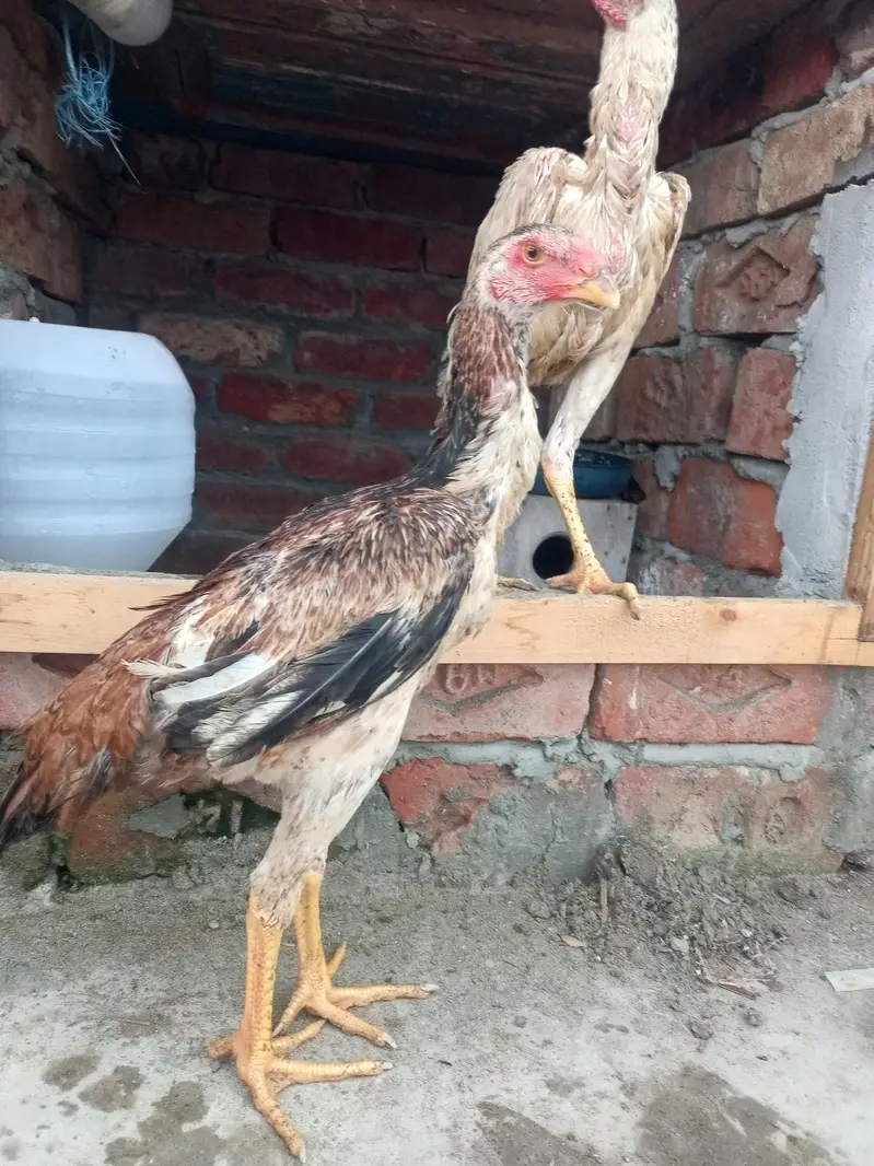 King shamo pair available Age 4.5month — photo 2