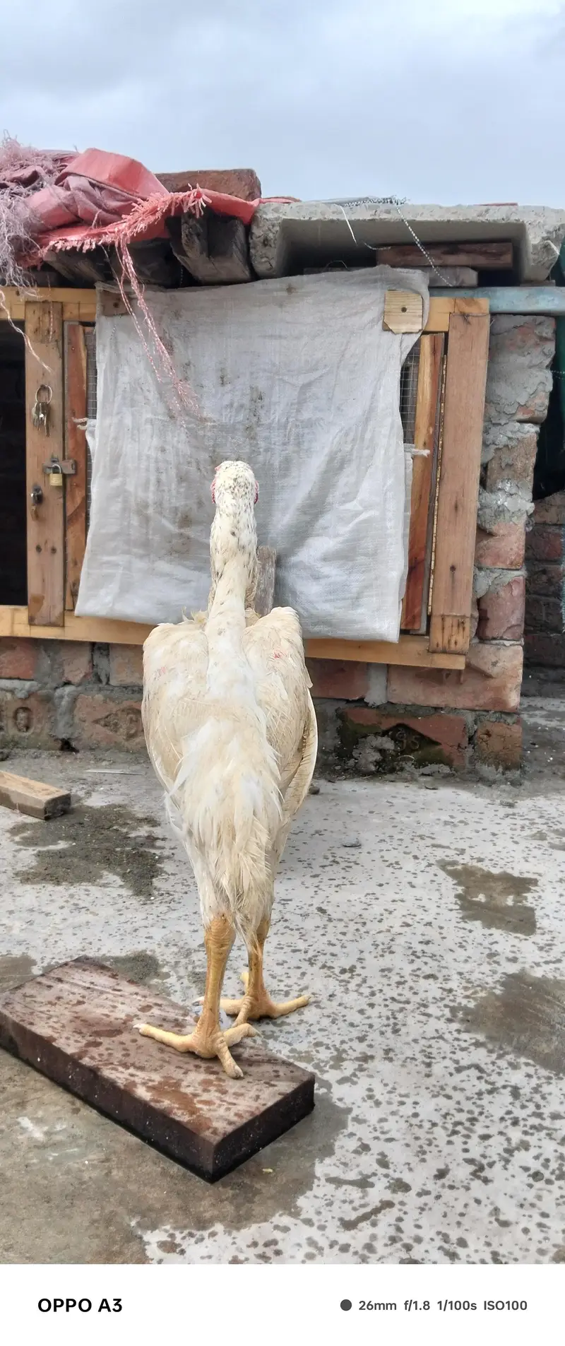 King shamo pair available Age 4.5month — photo 5
