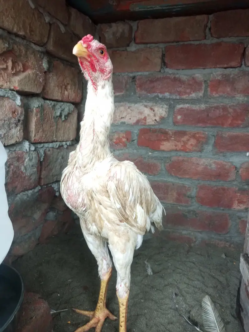 King shamo pair available Age 4.5month — photo 6