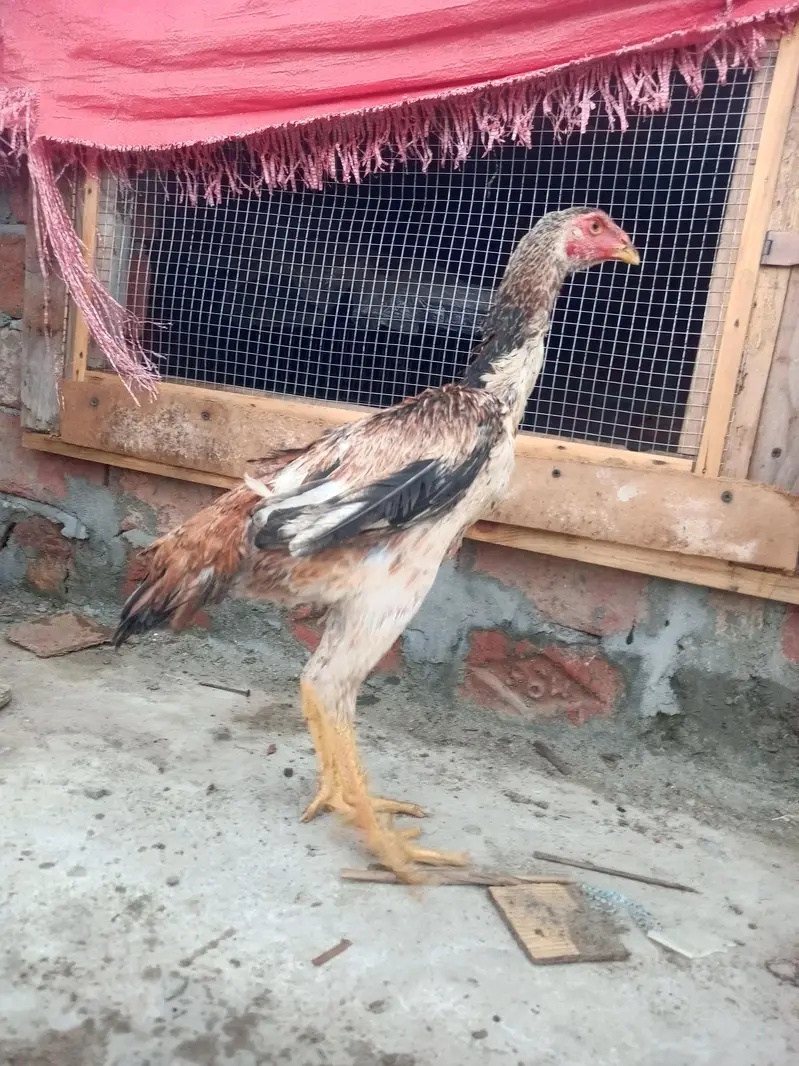 King shamo pair available Age 4.5month — photo 7