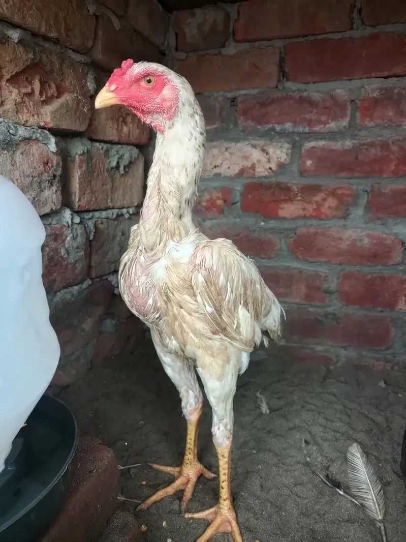 King shamo pair available Age 4.5month — photo 8