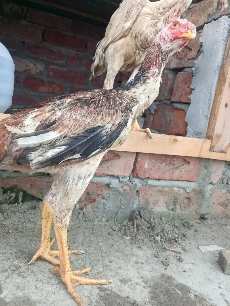 King shamo pair available Age 4.5month — photo 10