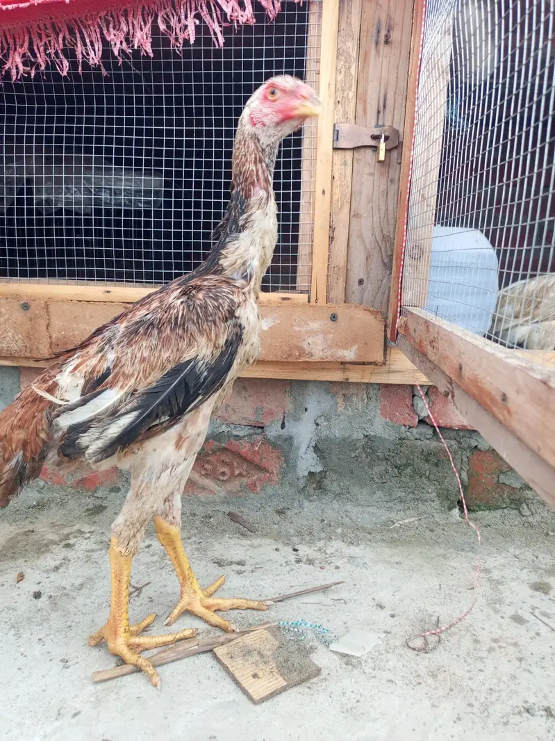 King shamo pair available Age 4.5month — photo 11