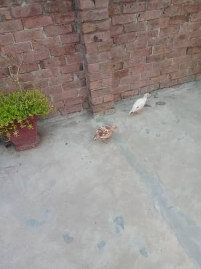 white tetar chicks and white breeder pair