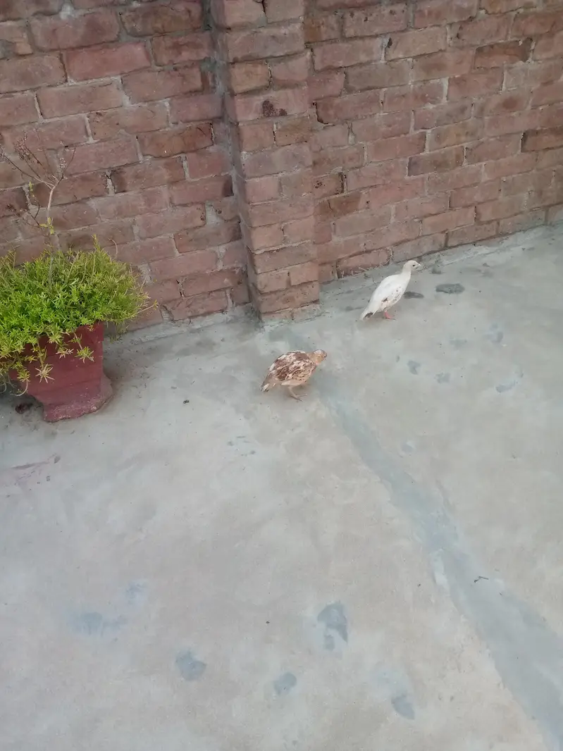 white tetar chicks and white breeder pair