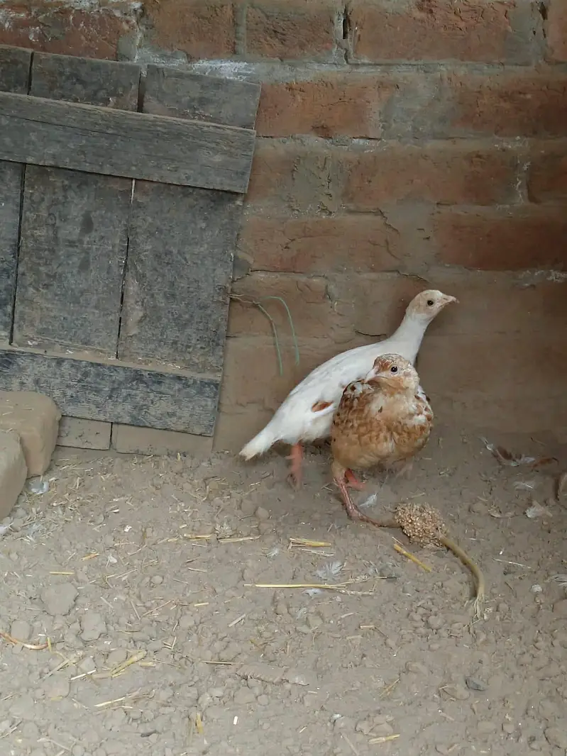 white tetar chicks and white breeder pair — photo 2