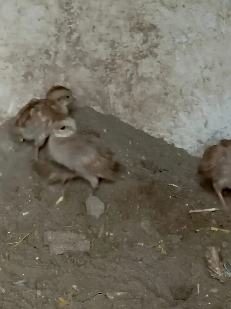 white tetar chicks and white breeder pair — photo 3