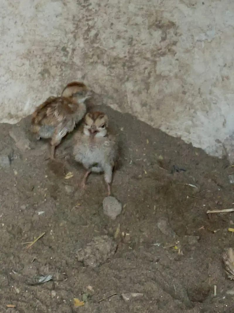 white tetar chicks and white breeder pair — photo 4
