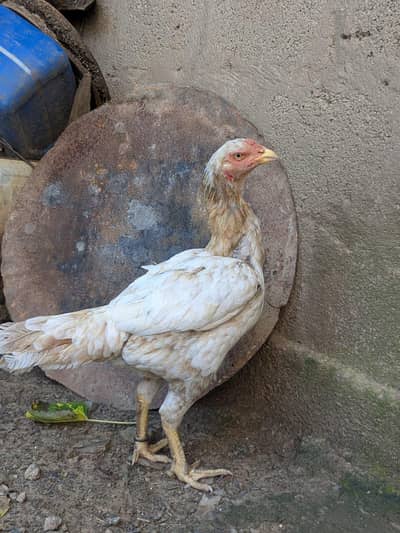 aseel hens for sale