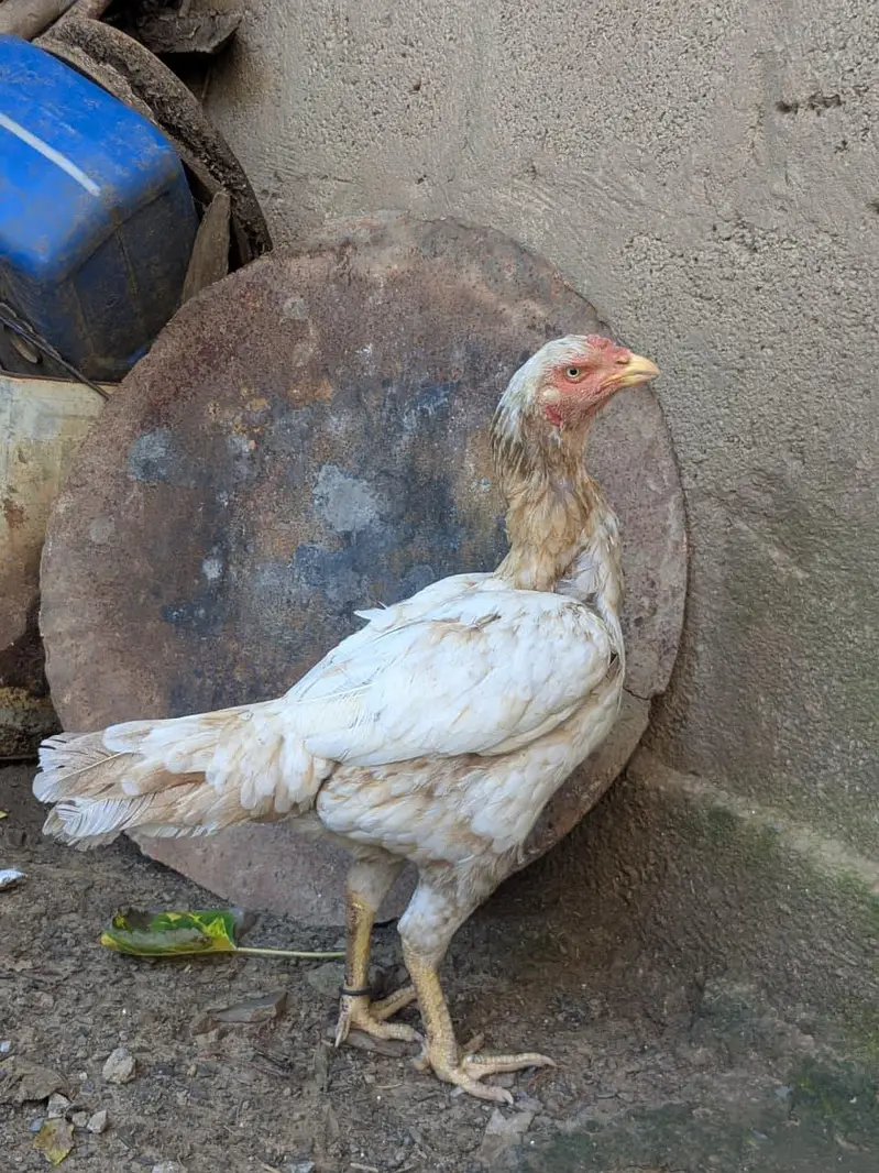 aseel hens for sale — photo 2