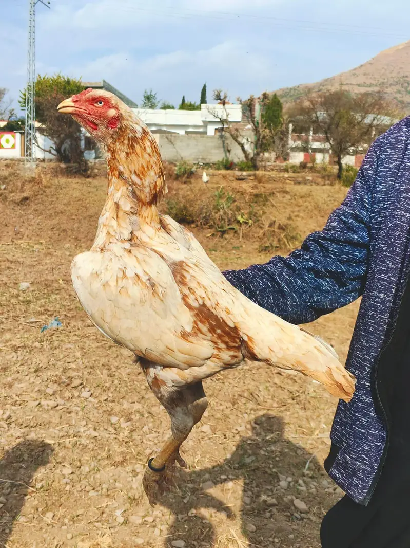 aseel hens for sale — photo 4