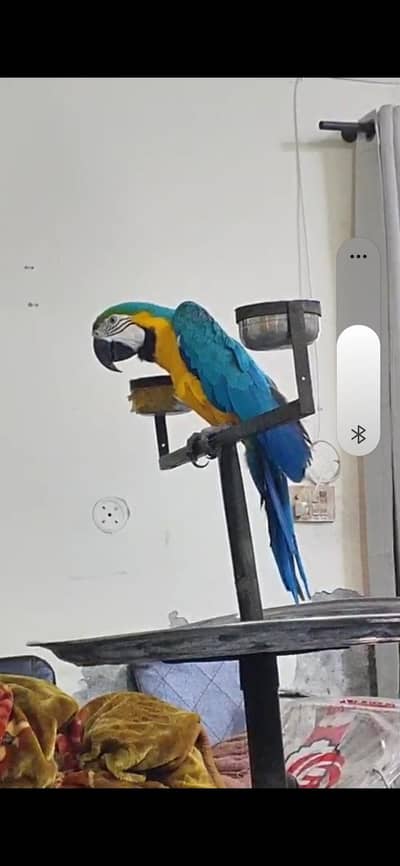 Blue gold macaw male