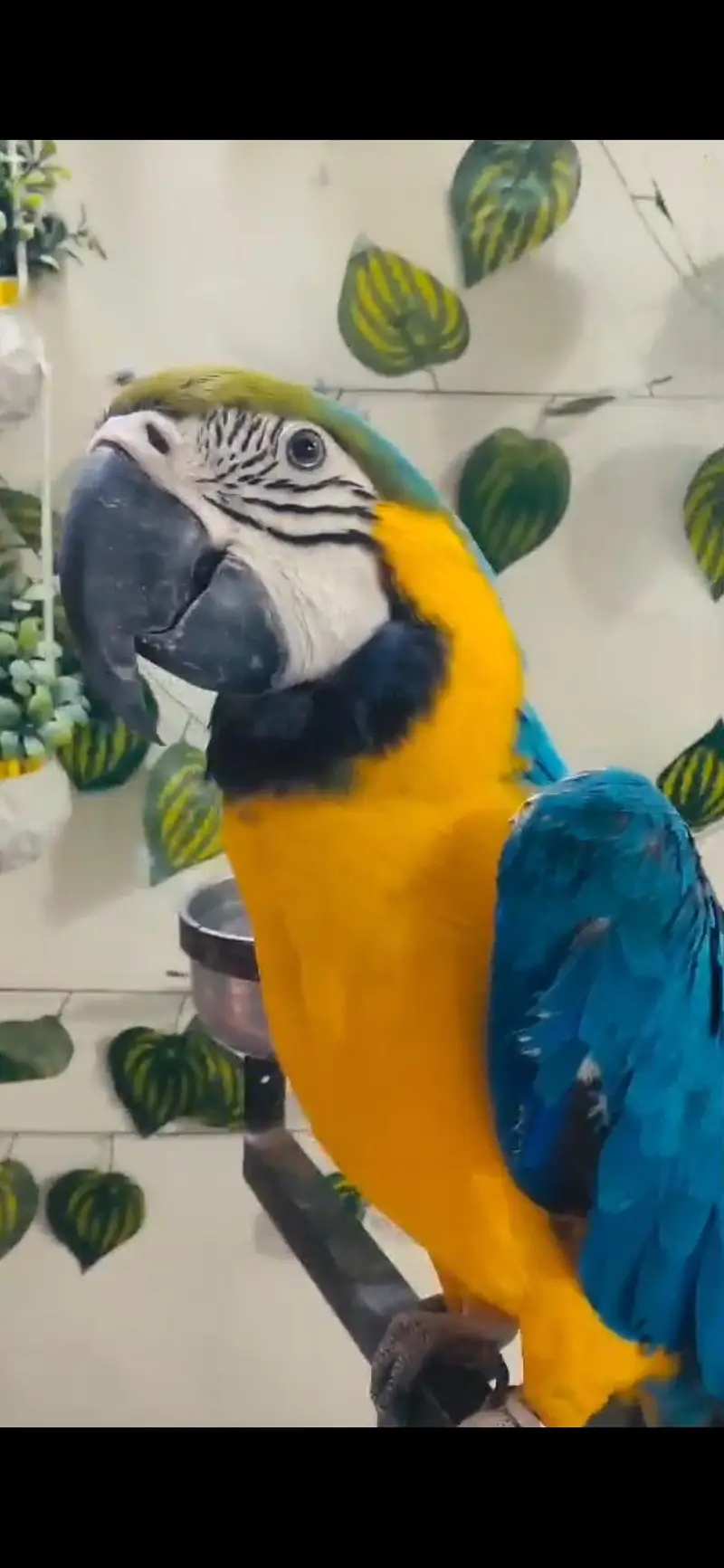 Blue gold macaw male — photo 2