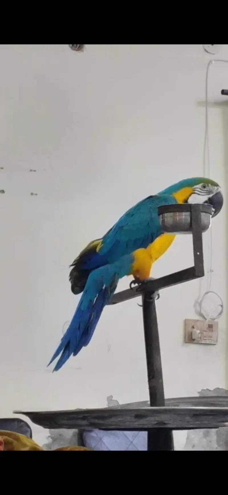 Blue gold macaw male — photo 3