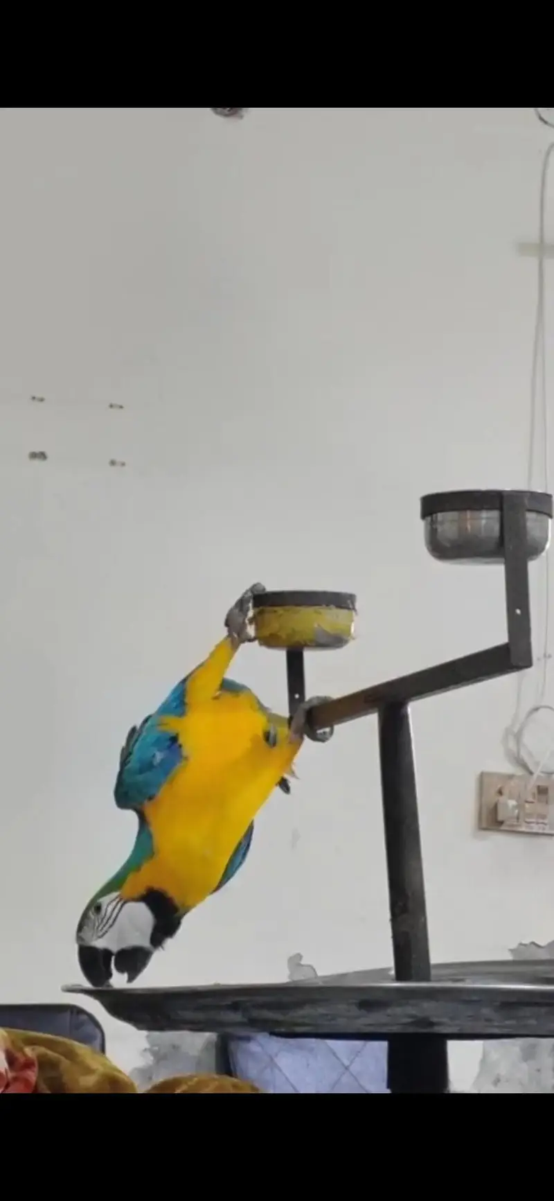 Blue gold macaw male — photo 4