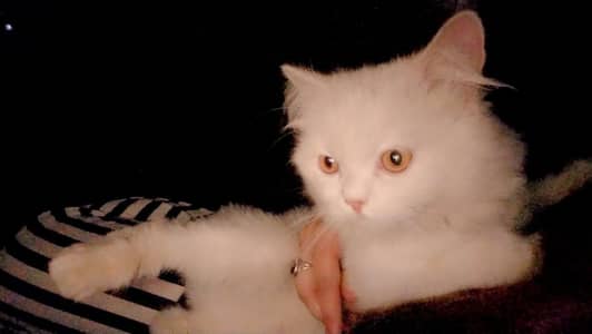 Persian triple code cute Male cat