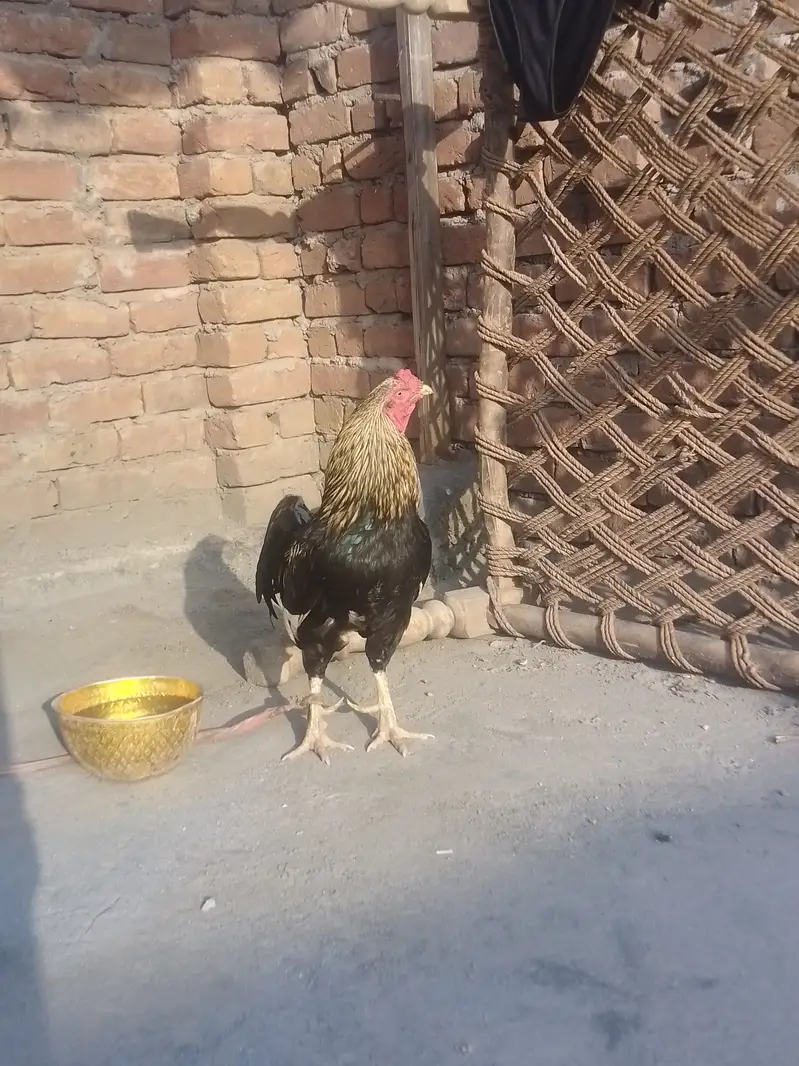 ASEEL MURGHA — photo 3