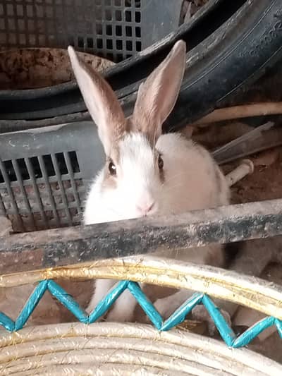 Pure Desi Quality Rabbits