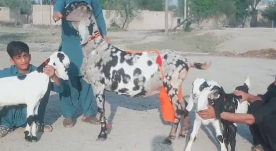 3 Bacchon Ka Sath Desi Bakri For Sale Call/ WhatsApp _ 03265448901