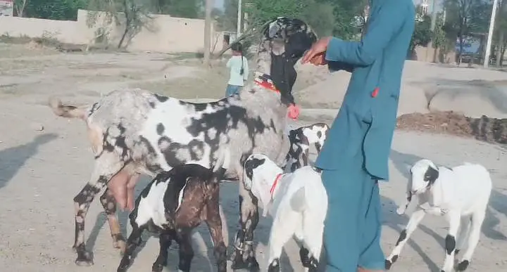 3 Bacchon Ka Sath Desi Bakri For Sale Call/ WhatsApp _ 03265448901 — photo 4