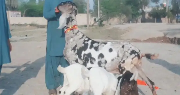 3 Bacchon Ka Sath Desi Bakri For Sale Call/ WhatsApp _ 03265448901 — photo 6