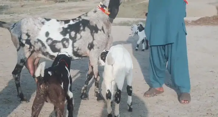 3 Bacchon Ka Sath Desi Bakri For Sale Call/ WhatsApp _ 03265448901 — photo 8