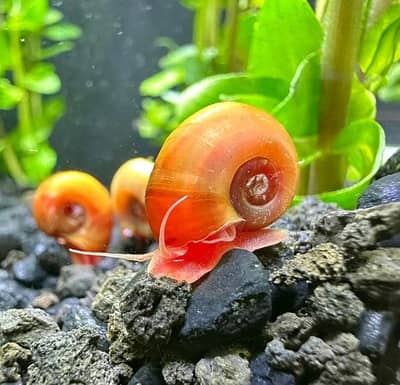 Ramshorn snails aquarium