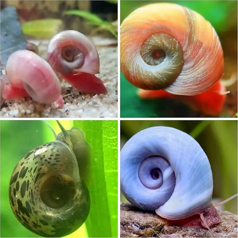 Ramshorn snails aquarium — photo 2