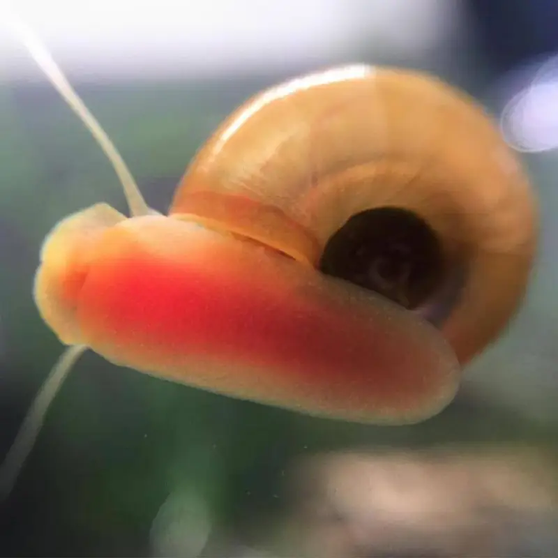 Ramshorn snails aquarium — photo 3