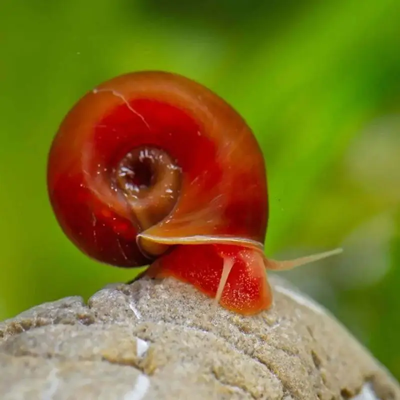 Ramshorn snails aquarium — photo 4