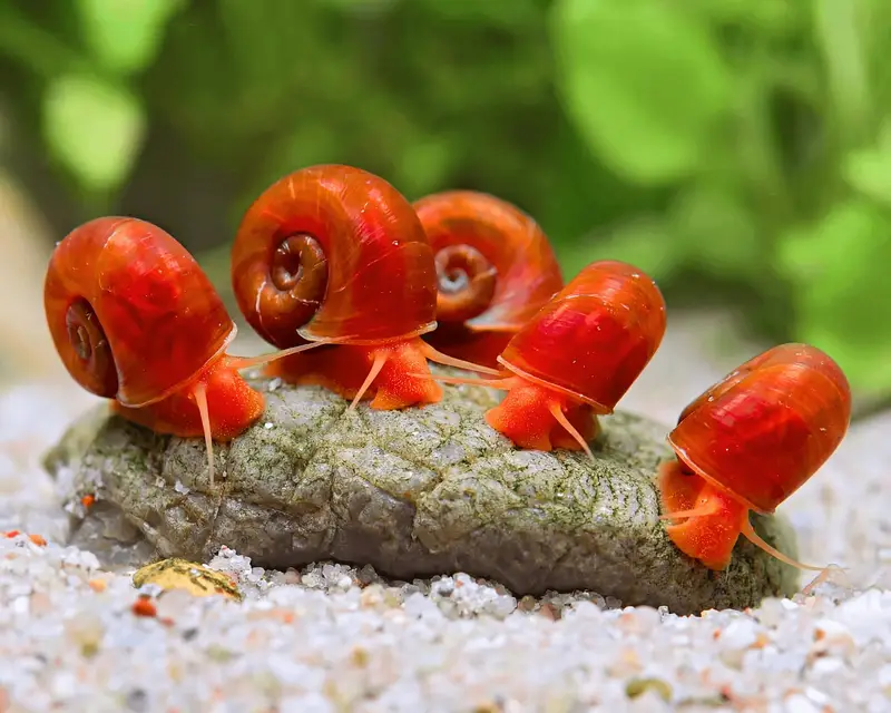 Ramshorn snails aquarium — photo 5