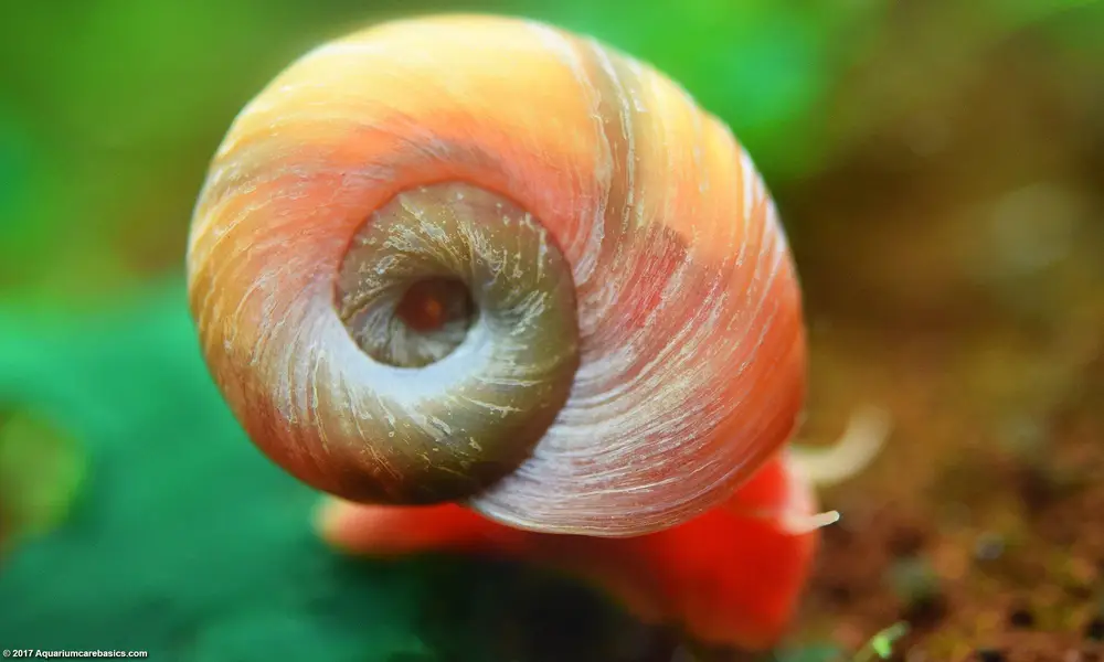 Ramshorn snails aquarium — photo 6