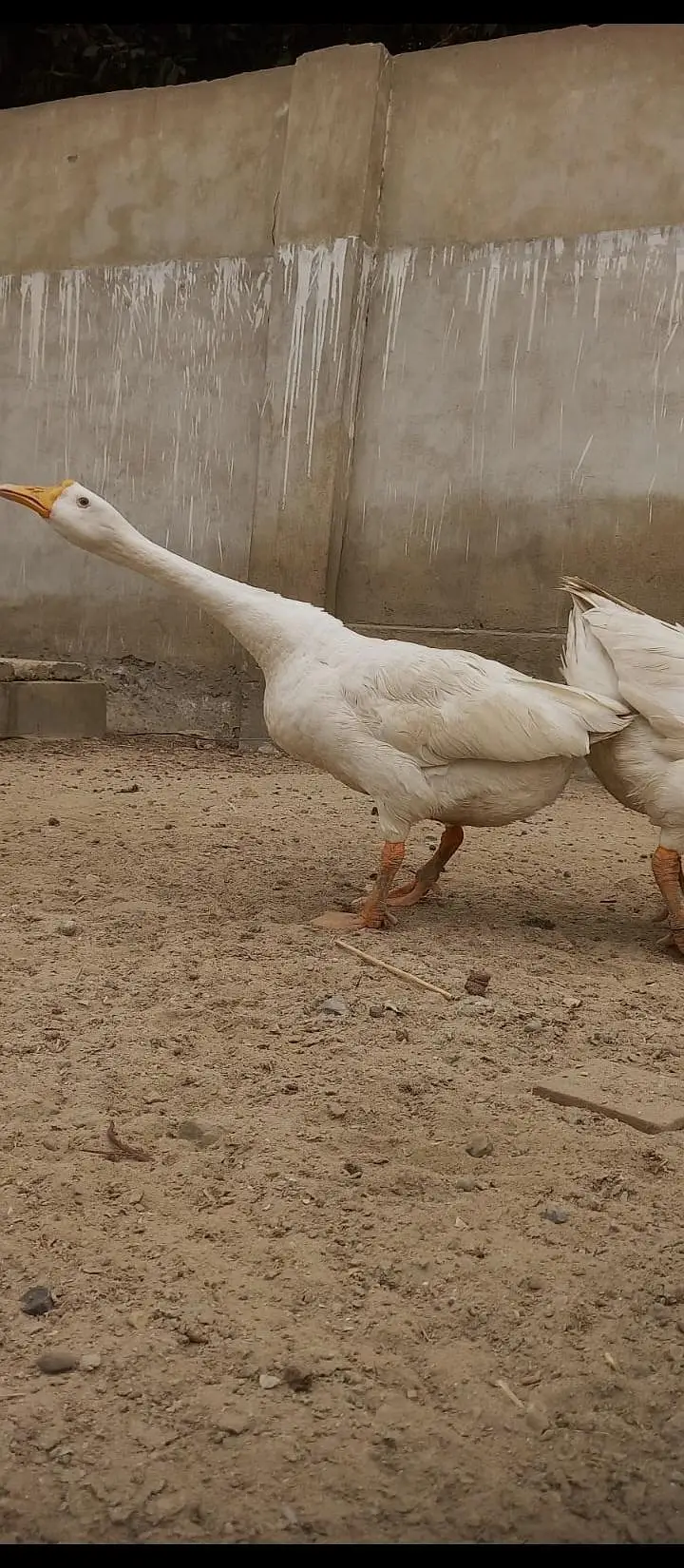 heera long neck duck