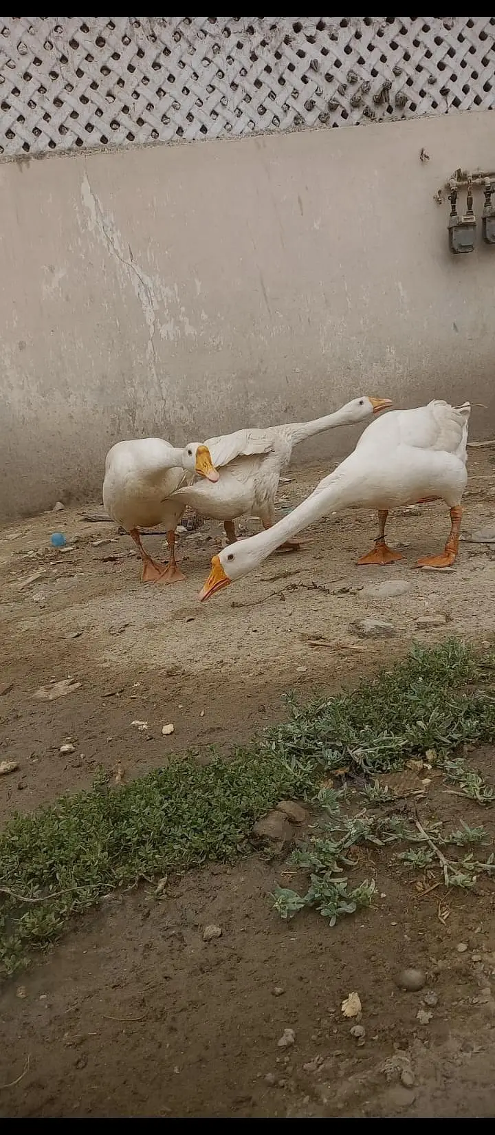 heera long neck duck — photo 2