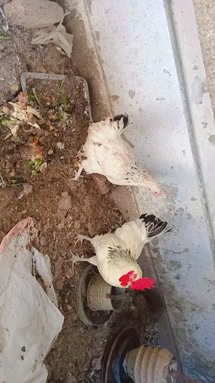 susex pair for sale in good price — photo 2