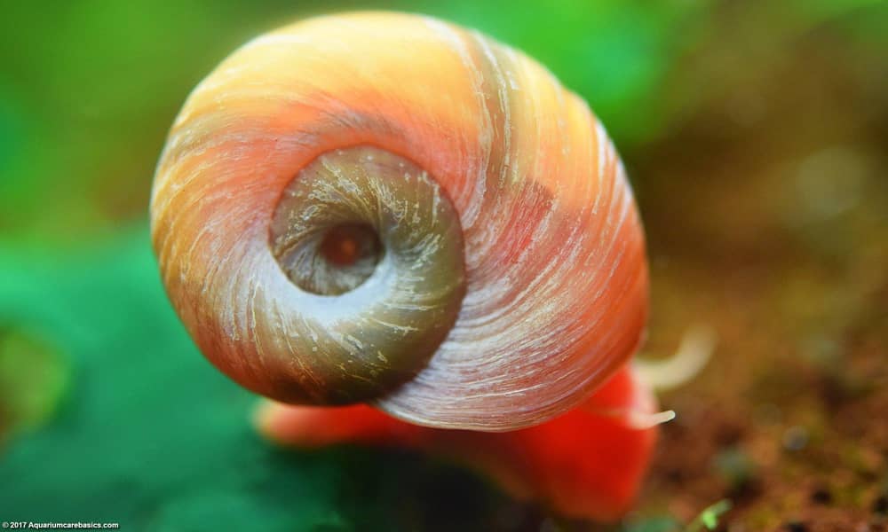 Ramshorn Snails 0