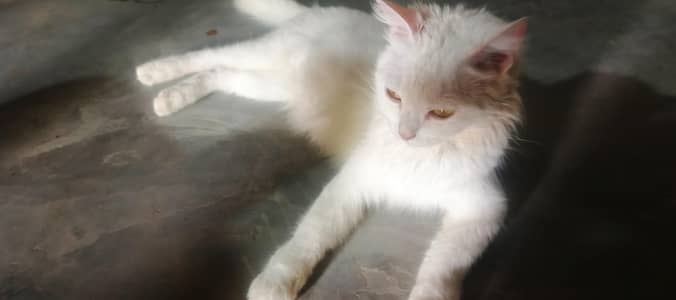 pure white persian cat (1 weeks pregnant)  for sale