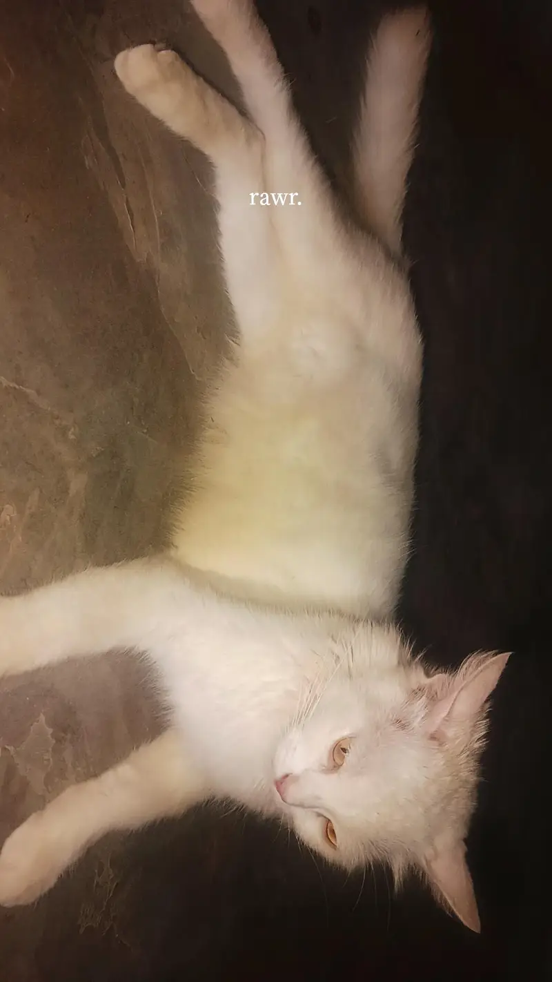 pure white persian cat (1 weeks pregnant)  for sale — photo 2