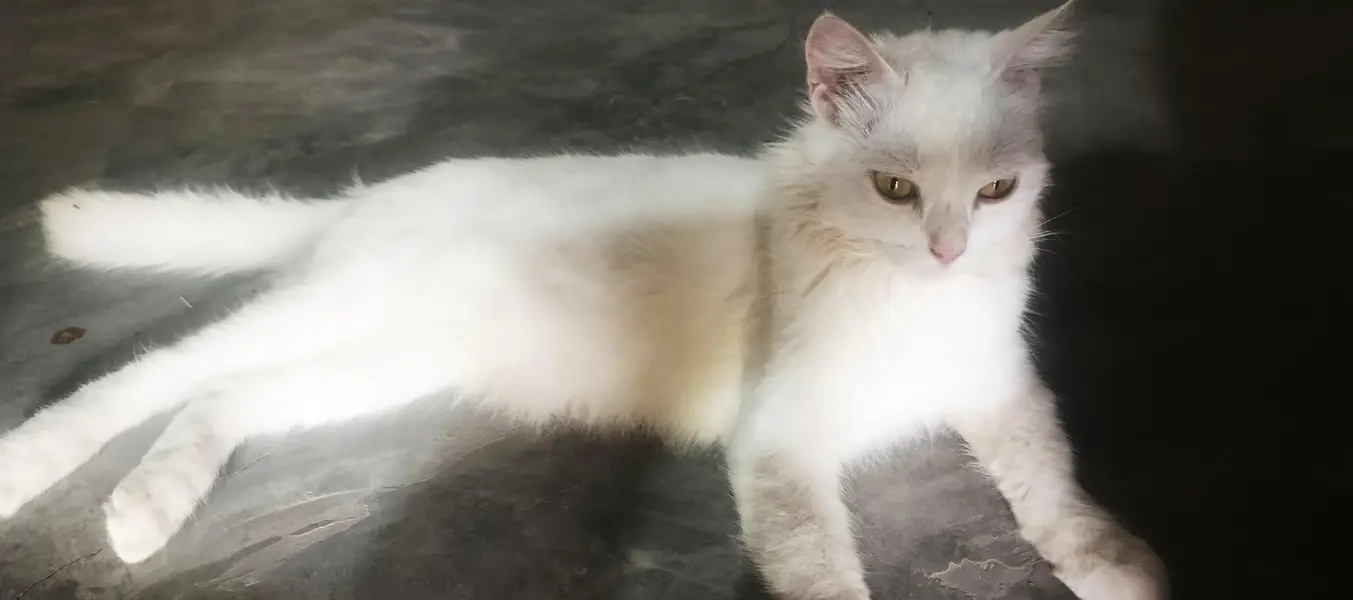 pure white persian cat (1 weeks pregnant)  for sale — photo 3