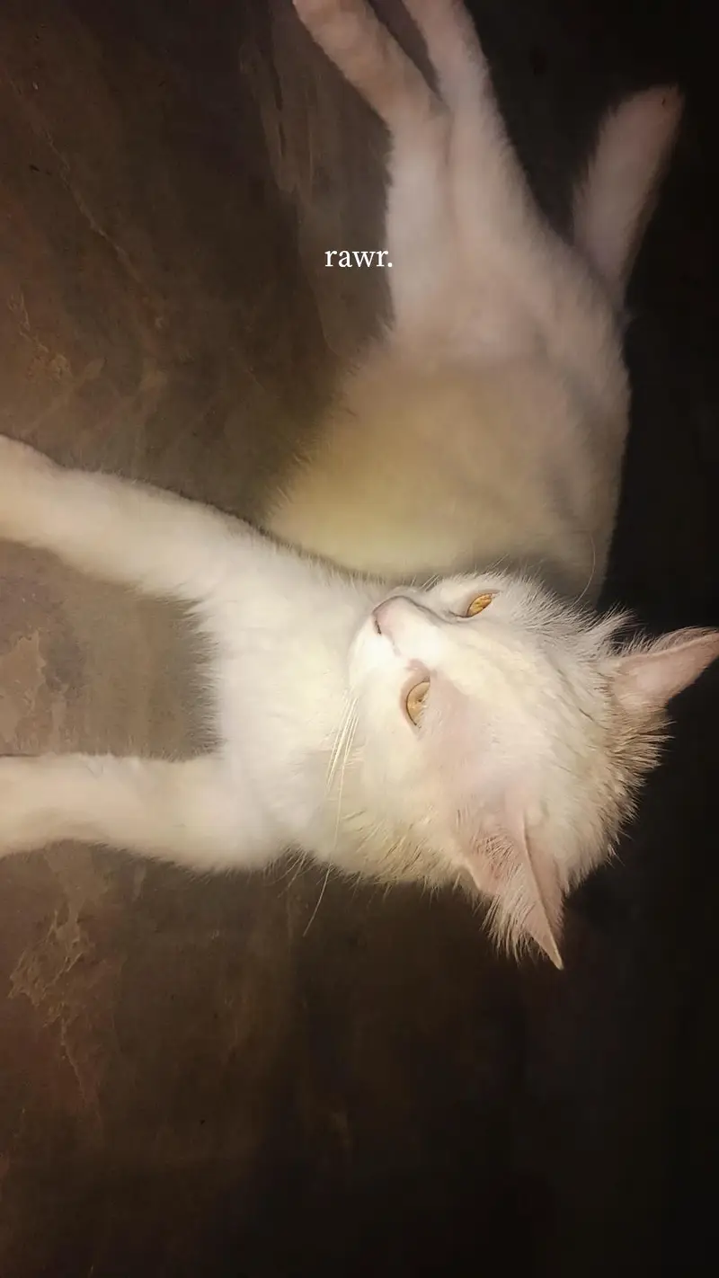pure white persian cat (1 weeks pregnant)  for sale — photo 4