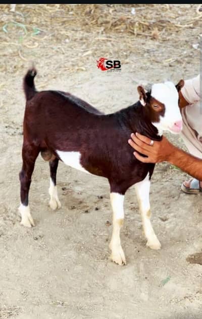 Ablak Breedar