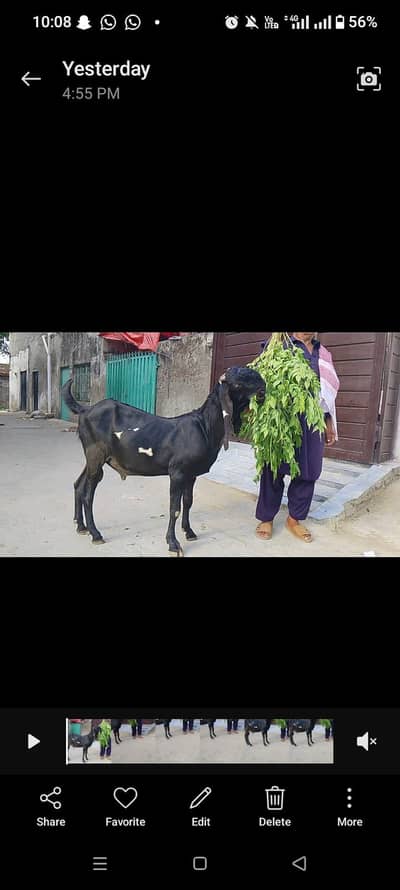 pure Amar sar betal