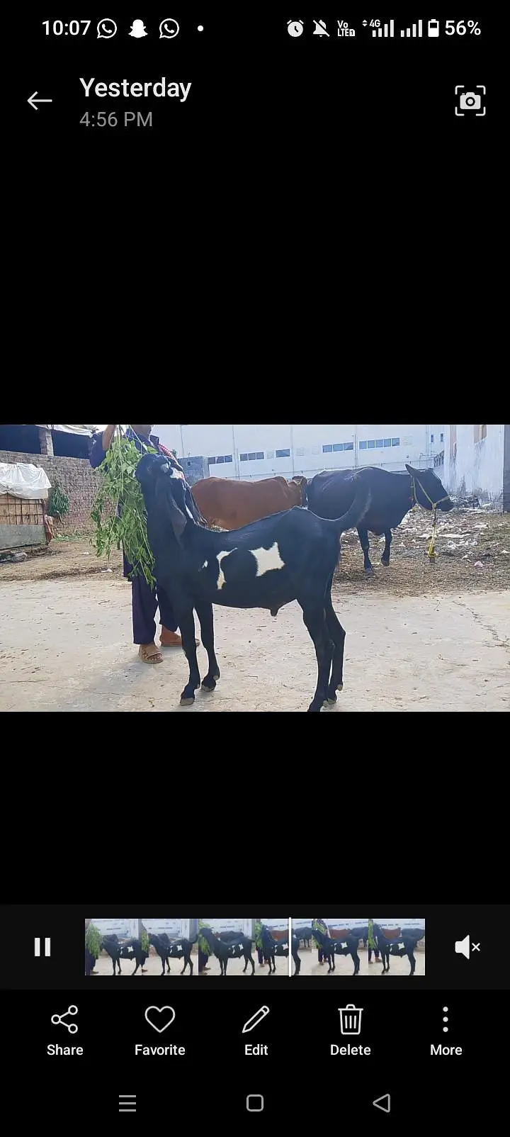 pure Amar sar betal — photo 3
